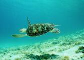 The Lesser Antilles